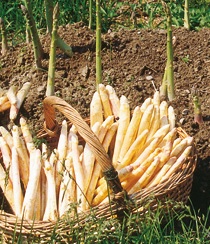 Pecorino romano